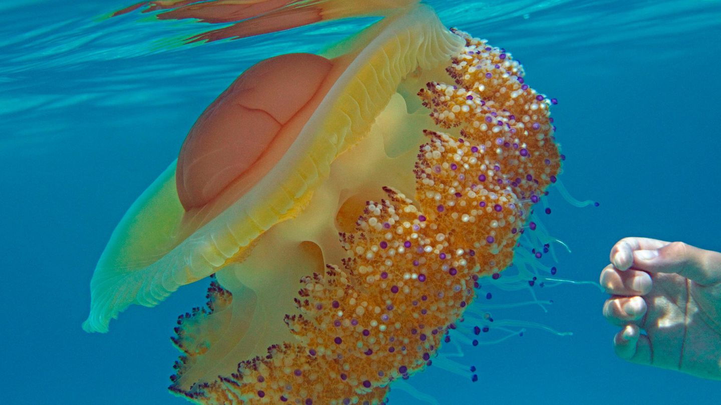 Spiegeleiqualle Giftig - Article 2